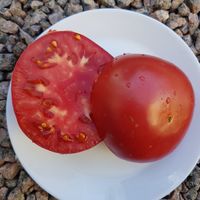 Rosa Desert - Desertnyj Rozovyj